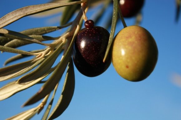 Soler-Romero-organic-olives-1024x683